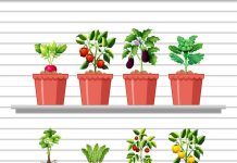 Container Gardening for People Without a Yard growing vegetables in containers