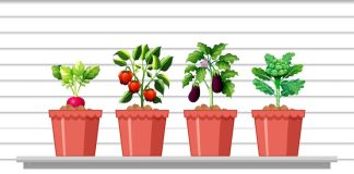 Container Gardening for People Without a Yard growing vegetables in containers