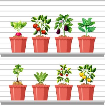 Container Gardening for People Without a Yard growing vegetables in containers