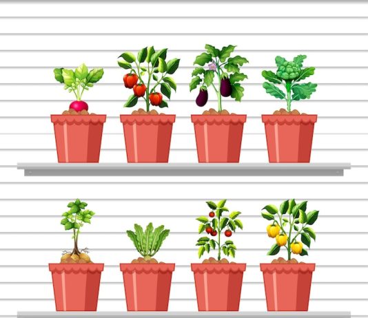 Container Gardening for People Without a Yard growing vegetables in containers