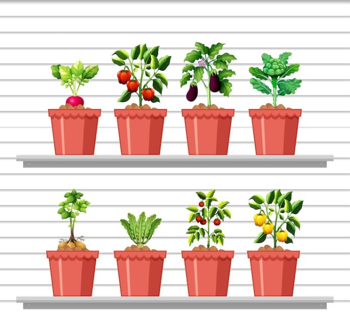 growing vegetables in containers growing vegetables in containers