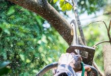 Why Should You Book Tree Pruning Bendigo and Tree Lopping Bendigo Together? tree pruning Bendigo