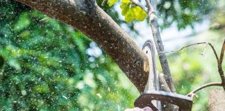 Why Should You Book Tree Pruning Bendigo and Tree Lopping Bendigo Together? tree pruning Bendigo