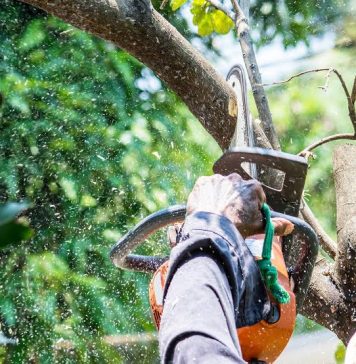 Why Should You Book Tree Pruning Bendigo and Tree Lopping Bendigo Together? tree pruning Bendigo
