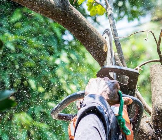 Why Should You Book Tree Pruning Bendigo and Tree Lopping Bendigo Together? tree pruning Bendigo