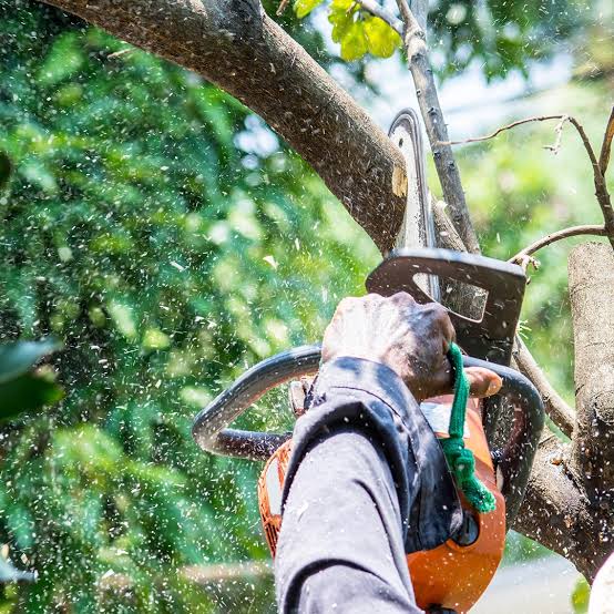 tree pruning Bendigo tree pruning Bendigo