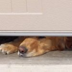 How Pets and Kids Cause the Most Common Garage Door Repairs Garage doors repairs in Dandenong