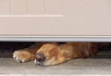 How Pets and Kids Cause the Most Common Garage Door Repairs Garage doors repairs in Dandenong
