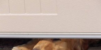 How Pets and Kids Cause the Most Common Garage Door Repairs Garage doors repairs in Dandenong